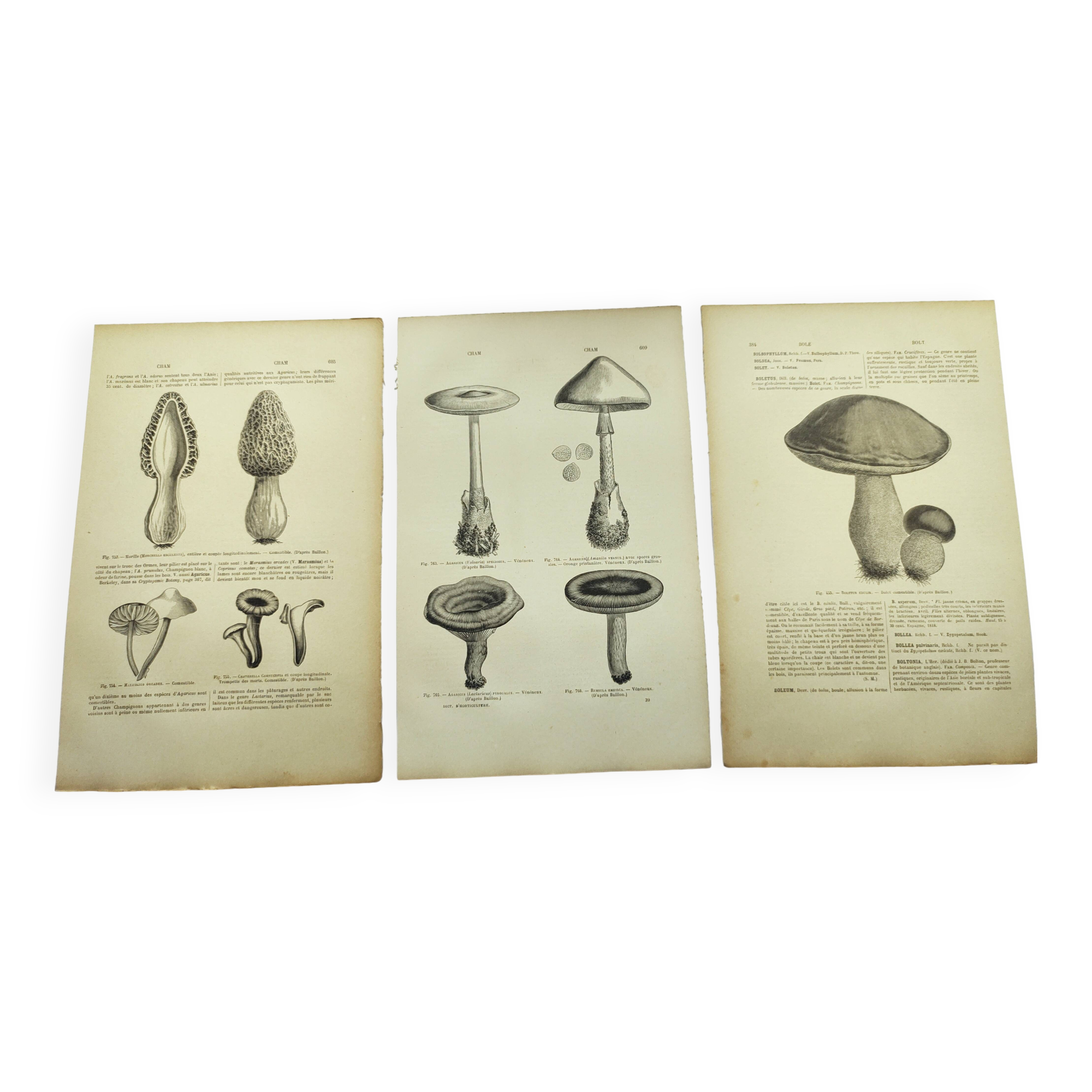 Botanical engravings from 1897 - 3 Mushroom Plates - Old original plates including Cep