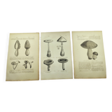 Gravures botaniques de 1897 - 3 Planches Champignons - Planches originales ancienne dont Cèpe