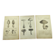 Botanical engravings from 1897 - 3 Mushroom Plates - Old original plates including Cep