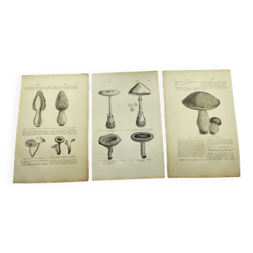 Gravures botaniques de 1897 - 3 Planches Champignons - Planches originales ancienne dont Cèpe