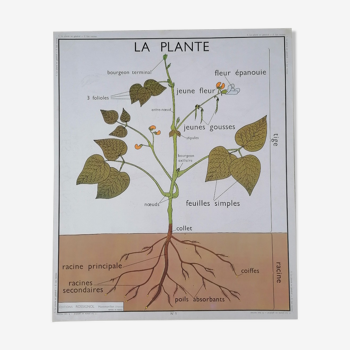 Ancienne affiche rossignol botanique, la plante-les racines
