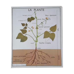 Ancienne affiche rossignol botanique,