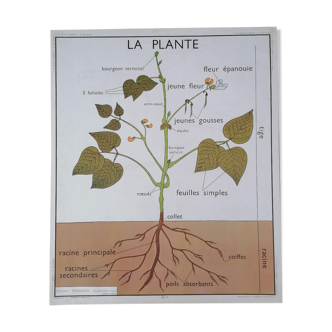 Ancienne affiche rossignol botanique, la plante-les racines