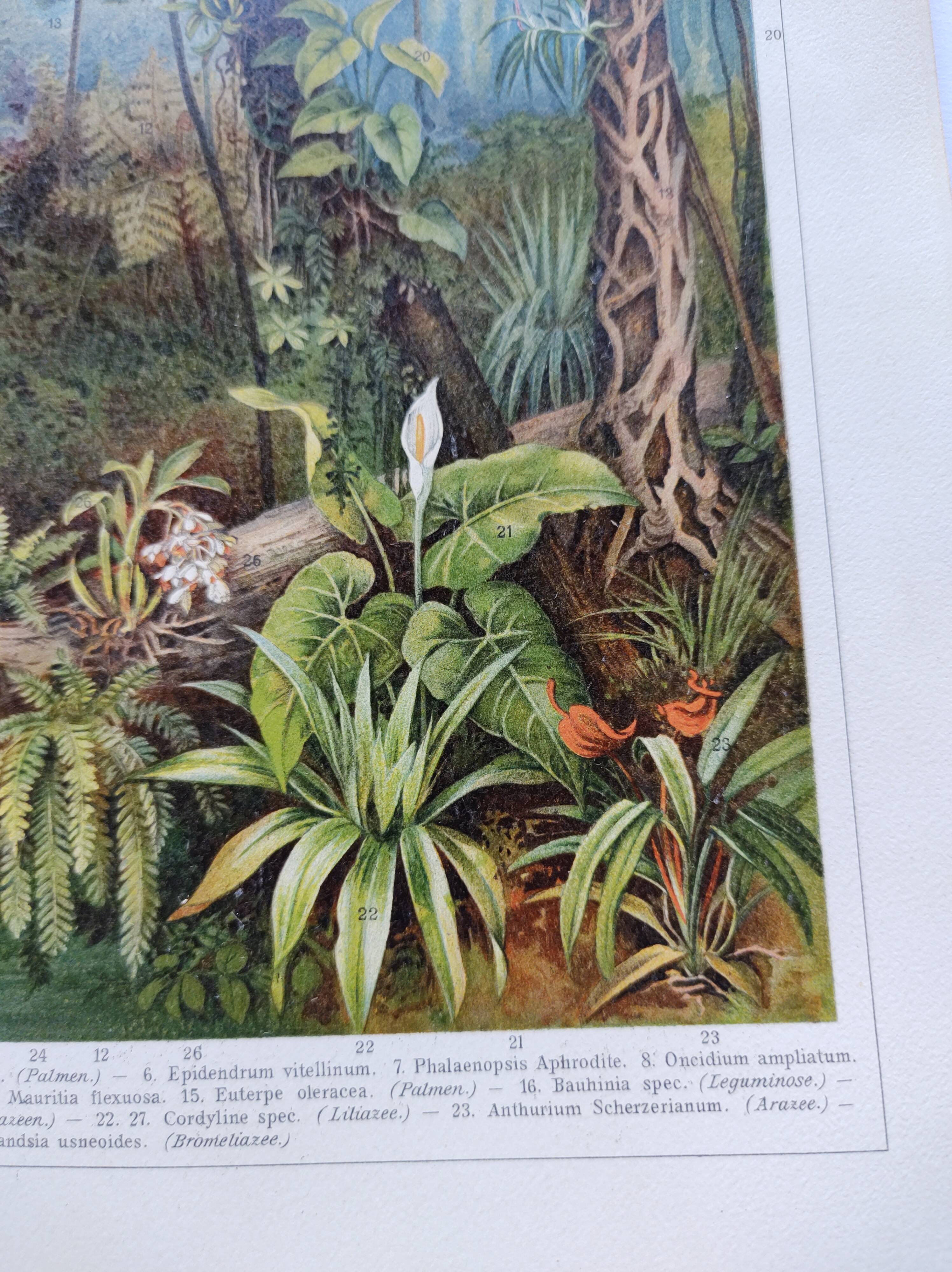 Gravure botanique de 1909 - Forêt et jungle tropicale - Planche ancienne allemande