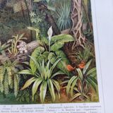 Botanical engraving from 1909 - Forest and tropical jungle - Old German print