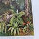 Gravure botanique de 1909 - Forêt et jungle tropicale - Planche ancienne allemande