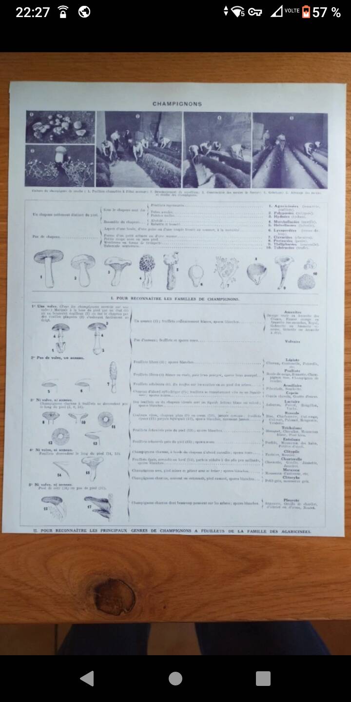 Lithographie affiche planche ancienne botanique champignons Larousse