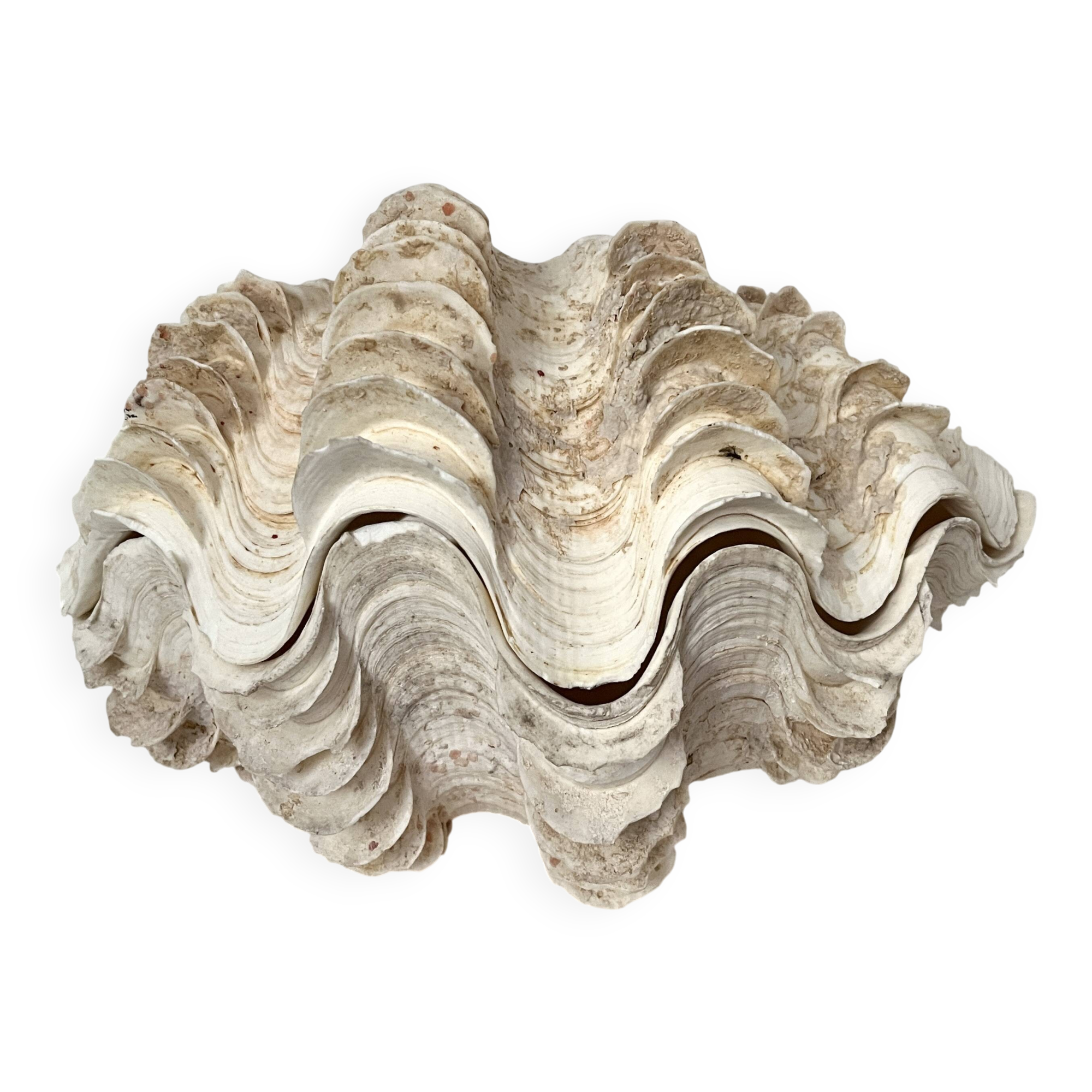 Authentic vintage giant bivalve shell, tridacna gigas shell.
