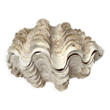 Authentic vintage giant bivalve shell, tridacna gigas shell.