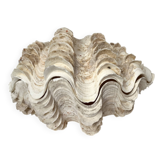 Authentic vintage giant bivalve shell, tridacna gigas shell.