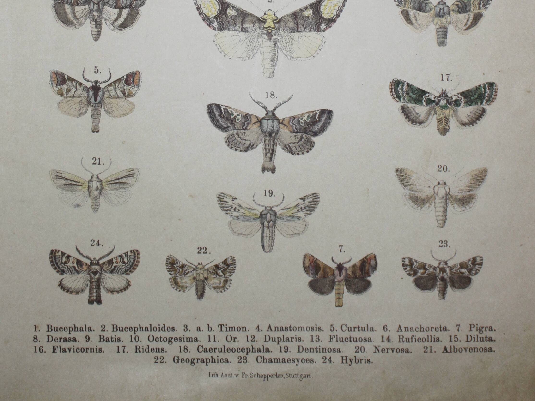 Old engraving of Butterflies - Lithograph from 1887 - Bucephala - Original illustration