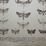Old engraving of Butterflies - Lithograph from 1887 - Bucephala - Original illustration