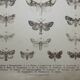 Old engraving of Butterflies - Lithograph from 1887 - Bucephala - Original illustration