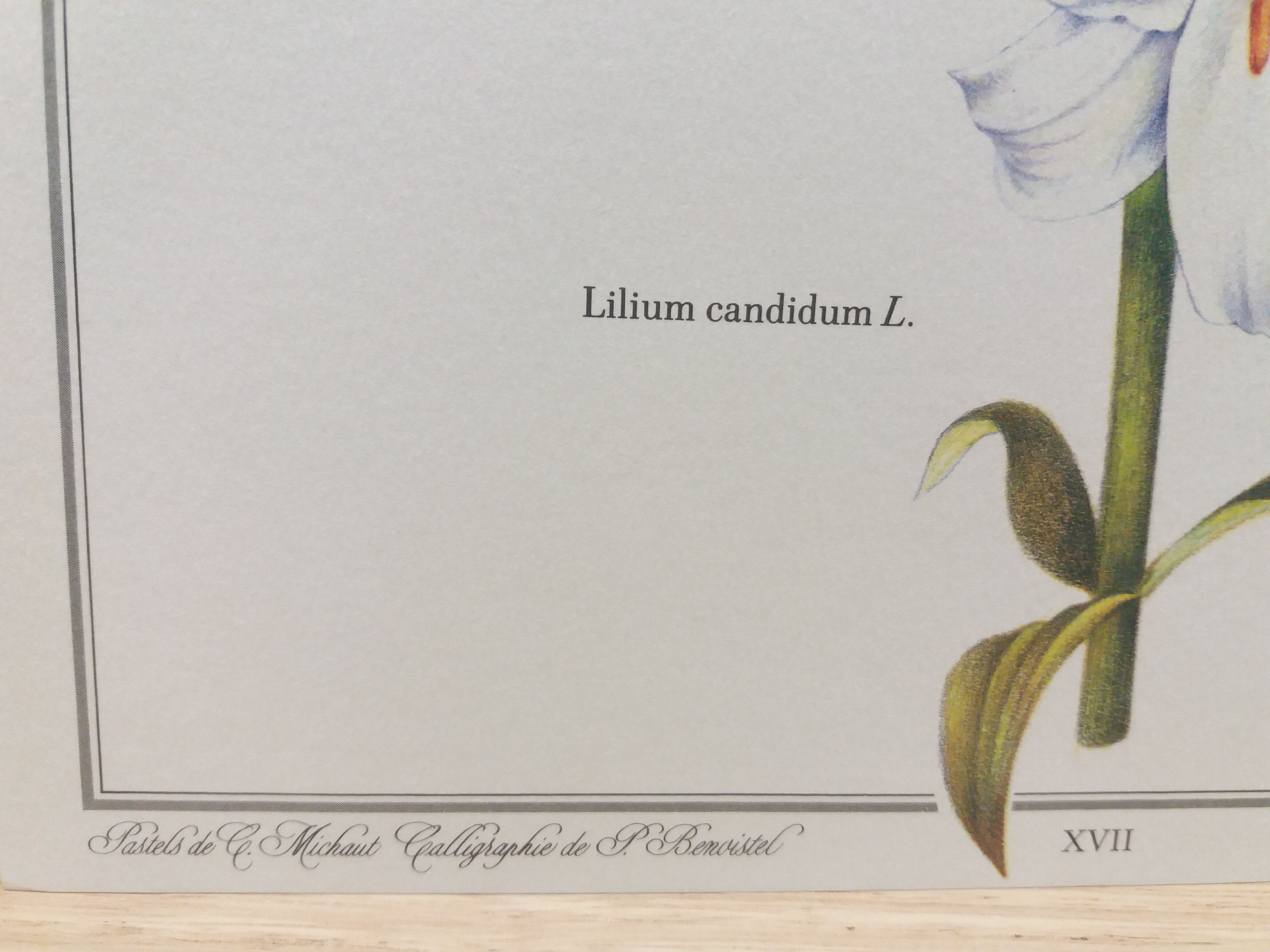 Lys white botanical board