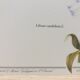 Lys white botanical board