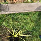 Indian Charpoy Bed