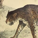 Original zoological plate of 1839 " leopard, lynx,.... "