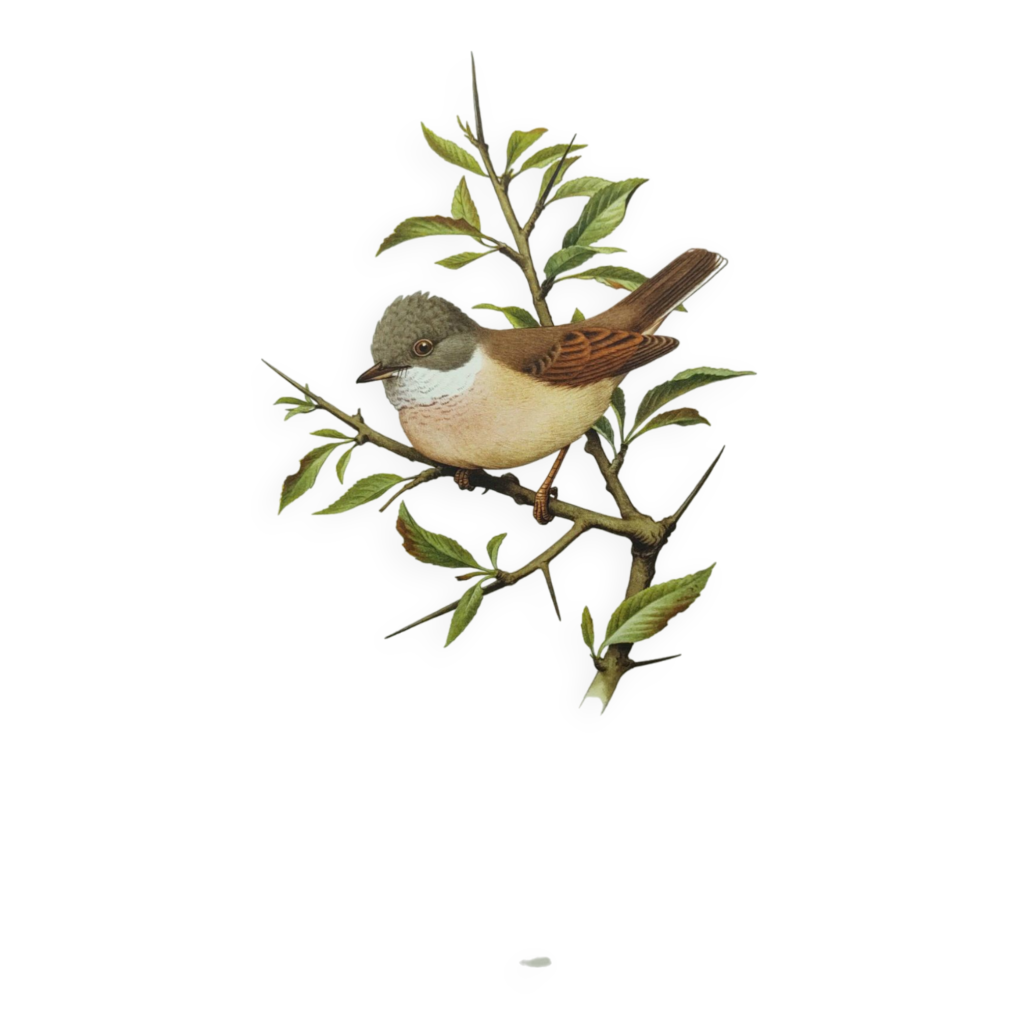 Old bird board 1960 - Black-headed Warbler - Animal illustration