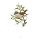 Old bird board 1960 - Black-headed Warbler - Animal illustration