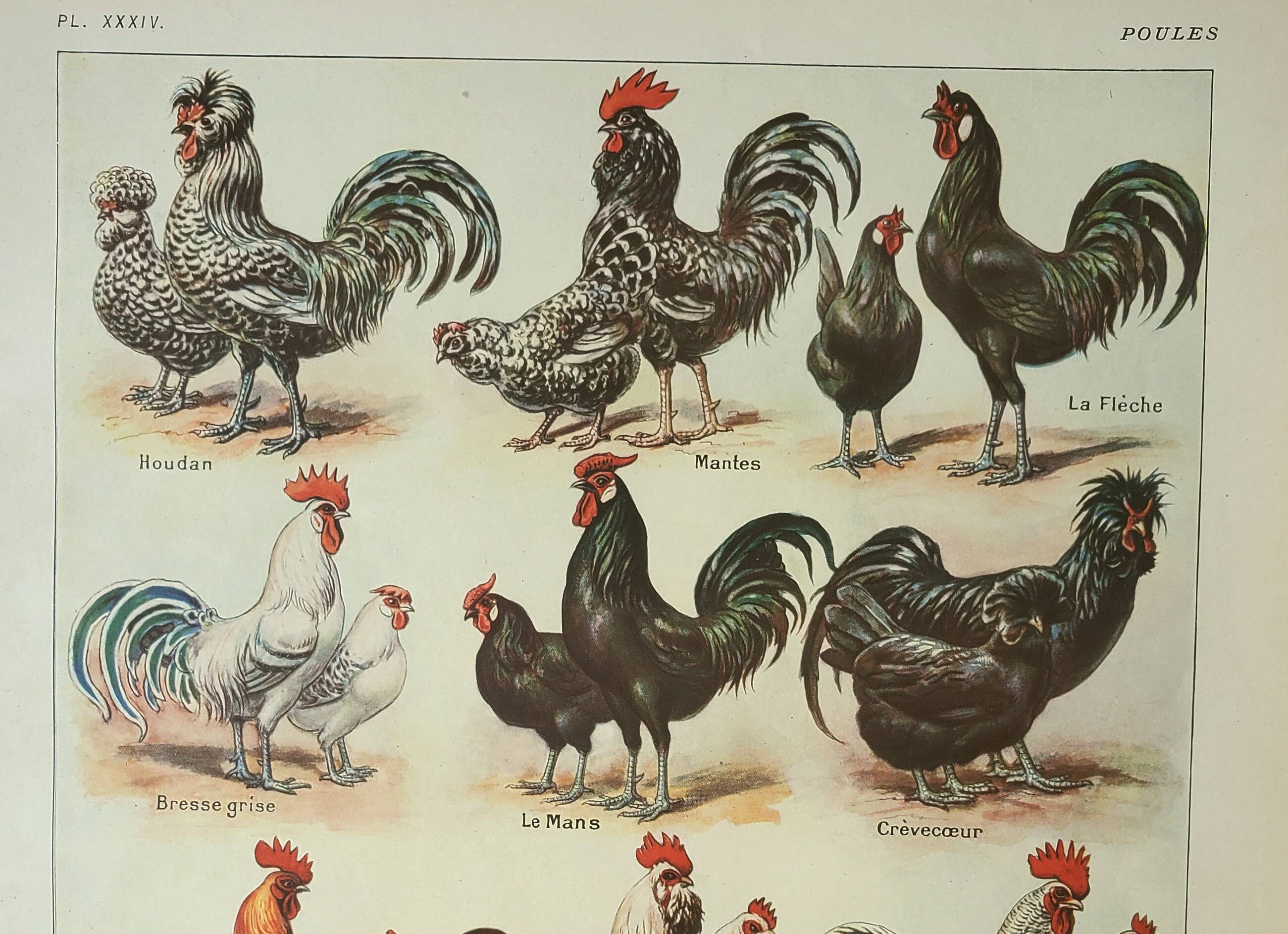 Old engraving 1922, Hens 1, rooster, breeds, barnyard, farm • Lithograph, Original plate