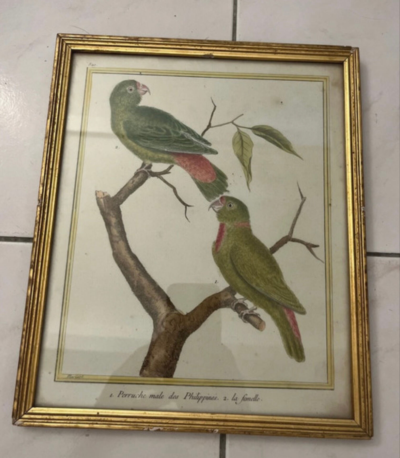 Martinet Engraving