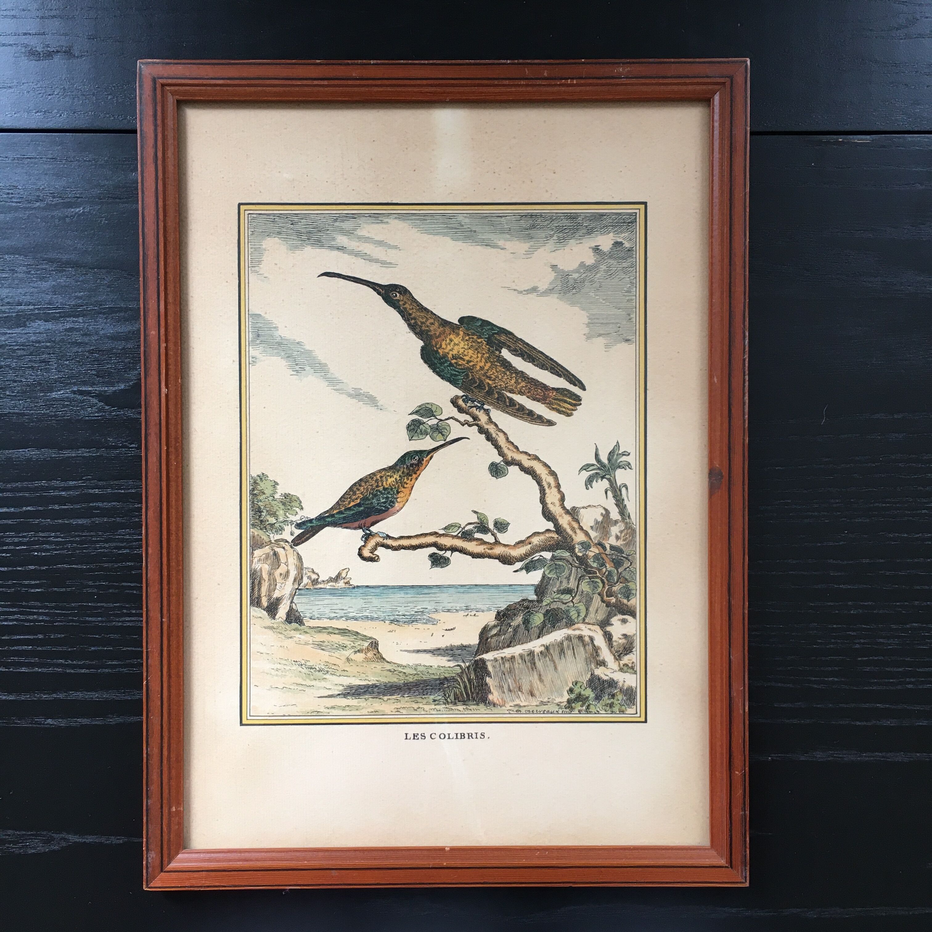 Illustration the bird of paradise