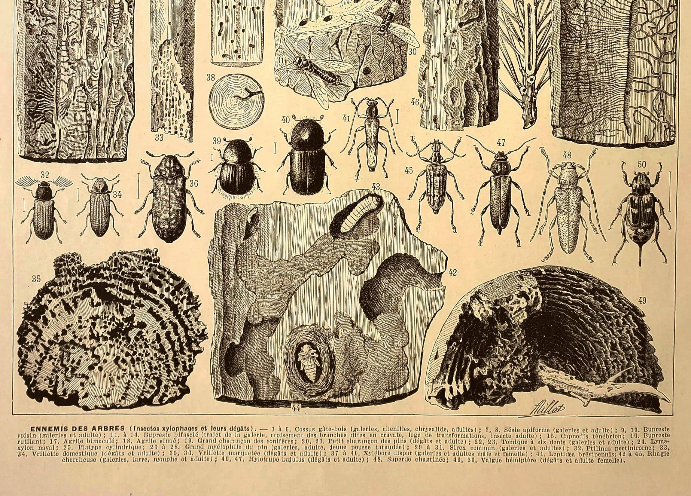 Antique engraving 1928 A. Millot - Wood-boring insects 2, damage to trees