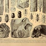 Antique engraving 1928 A. Millot - Wood-boring insects 2, damage to trees