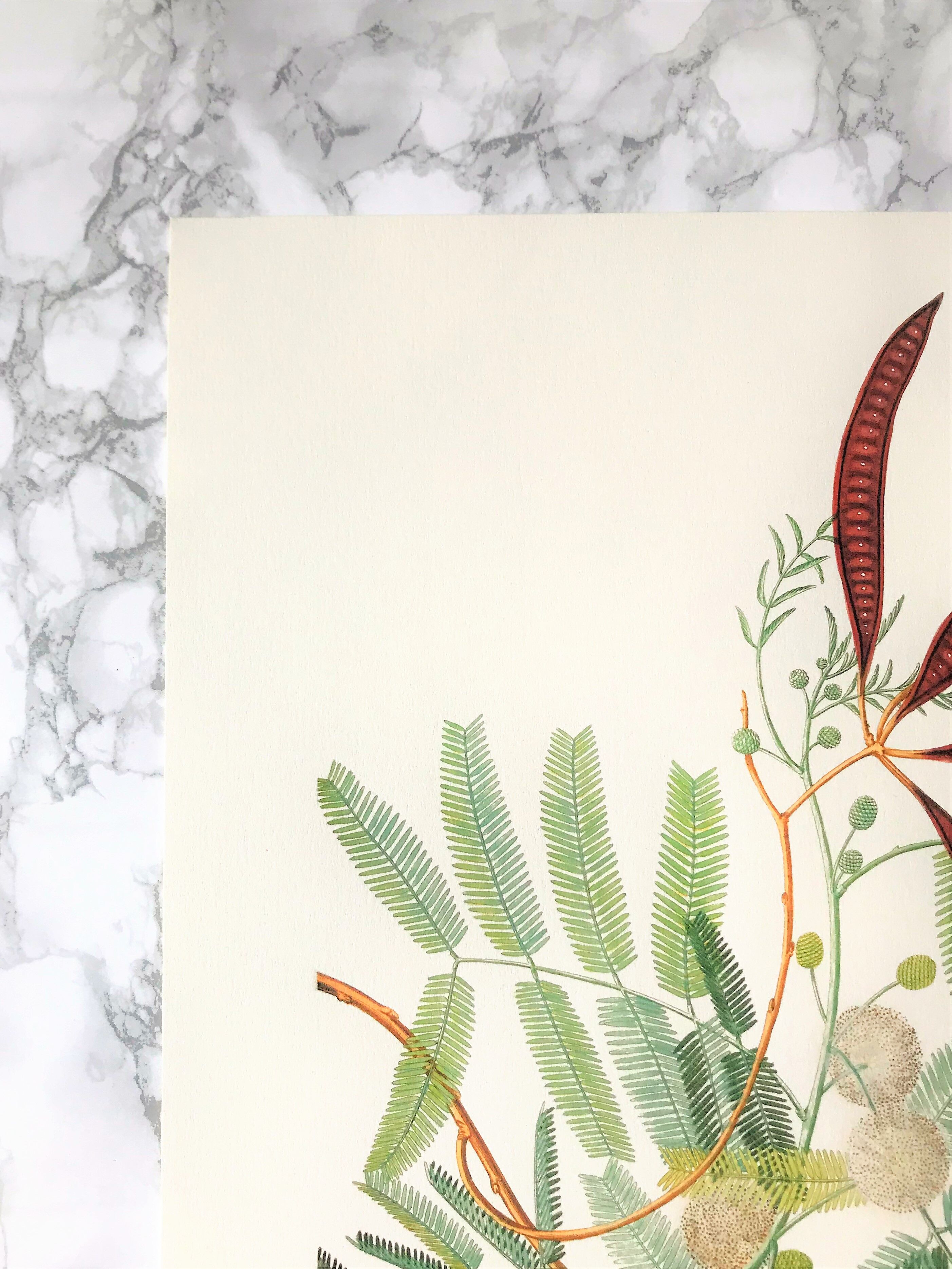 Board in colors representative Acacia, leaf, flower and fruit