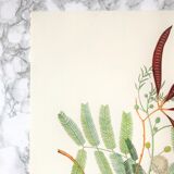 Board in colors representative Acacia, leaf, flower and fruit