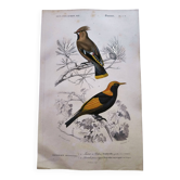 Antique engraving from 1849. Waxwing birds by E.Travies. Hand-colored. Vintage