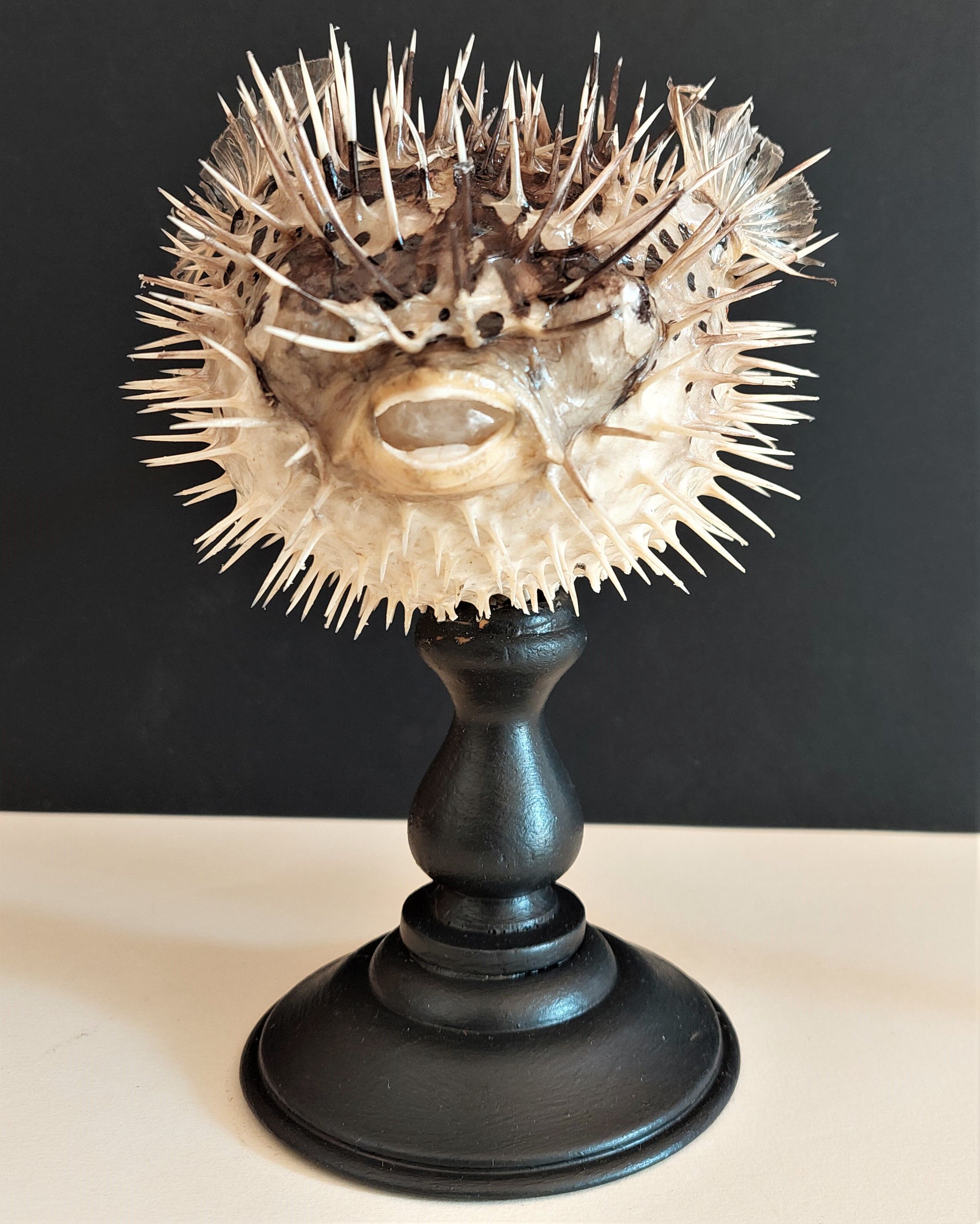 Cabinet of Curiosities diodon holocanthus on base