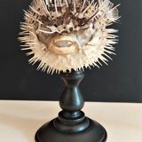 Cabinet of Curiosities diodon holocanthus on base