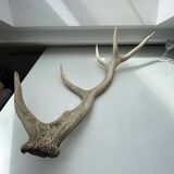 Taxidermie en bois de cerf