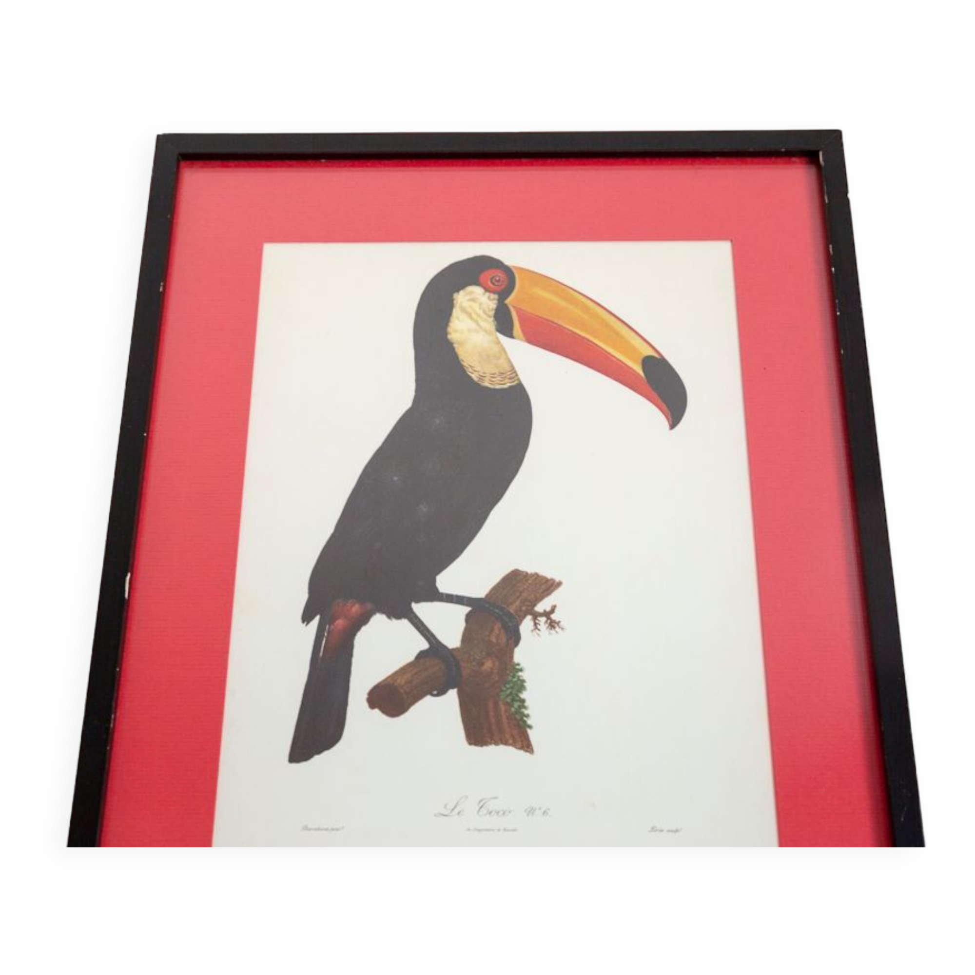 Engraving le Toco number 6 Jacques Barraband