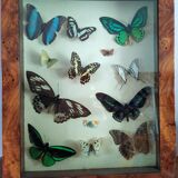 butterflies in the window