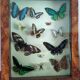 Papillons en vitrine