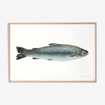 "Mia", trout, art print 20/30cm