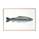"Mia", trout, art print 20/30cm