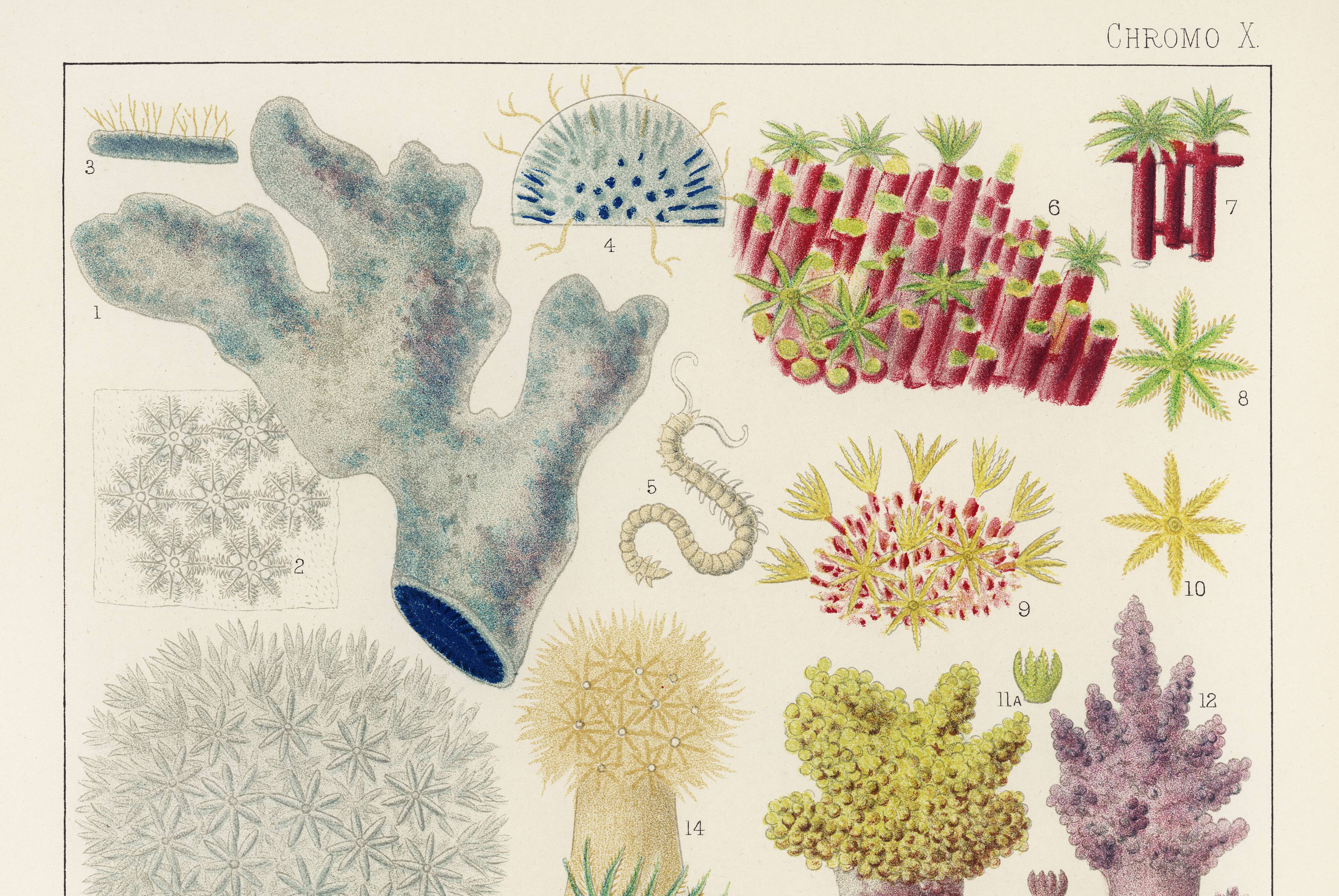 Affiche sur les anémones de la Grande Barrière de Corail, 1894