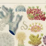 Affiche sur les anémones de la Grande Barrière de Corail, 1894