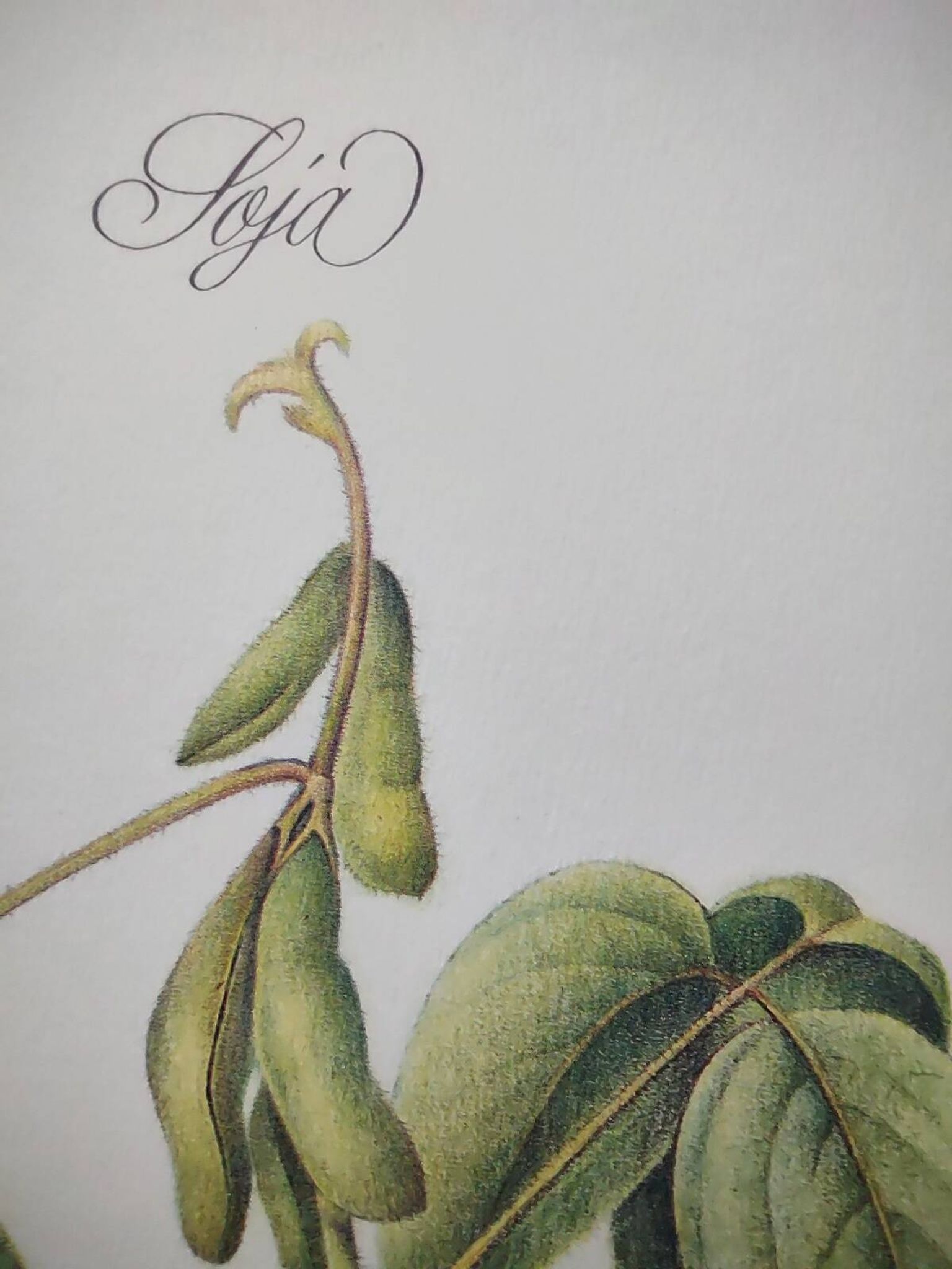 Botanical illustration -Soybean- Engraving of medicinal plants and flowers. Pastels by C. Michaut