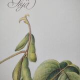 Botanical illustration -Soybean- Engraving of medicinal plants and flowers. Pastels by C. Michaut