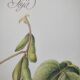 Botanical illustration -Soybean- Engraving of medicinal plants and flowers. Pastels by C. Michaut