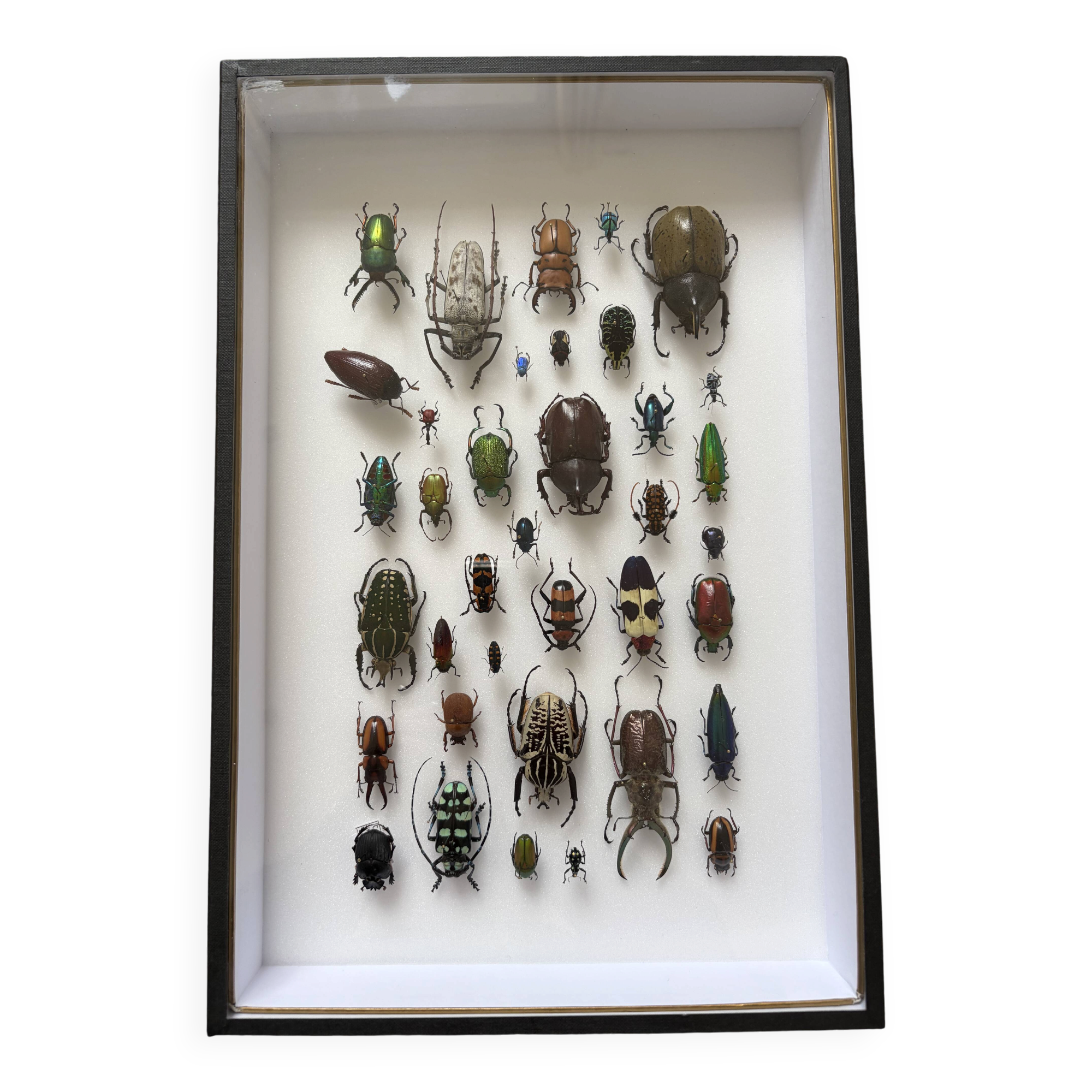 Entomological box Deyrolle Paris - Important collection of Coleoptera