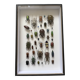 Entomological box Deyrolle Paris - Important collection of Coleoptera