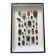 Entomological box Deyrolle Paris - Important collection of Coleoptera