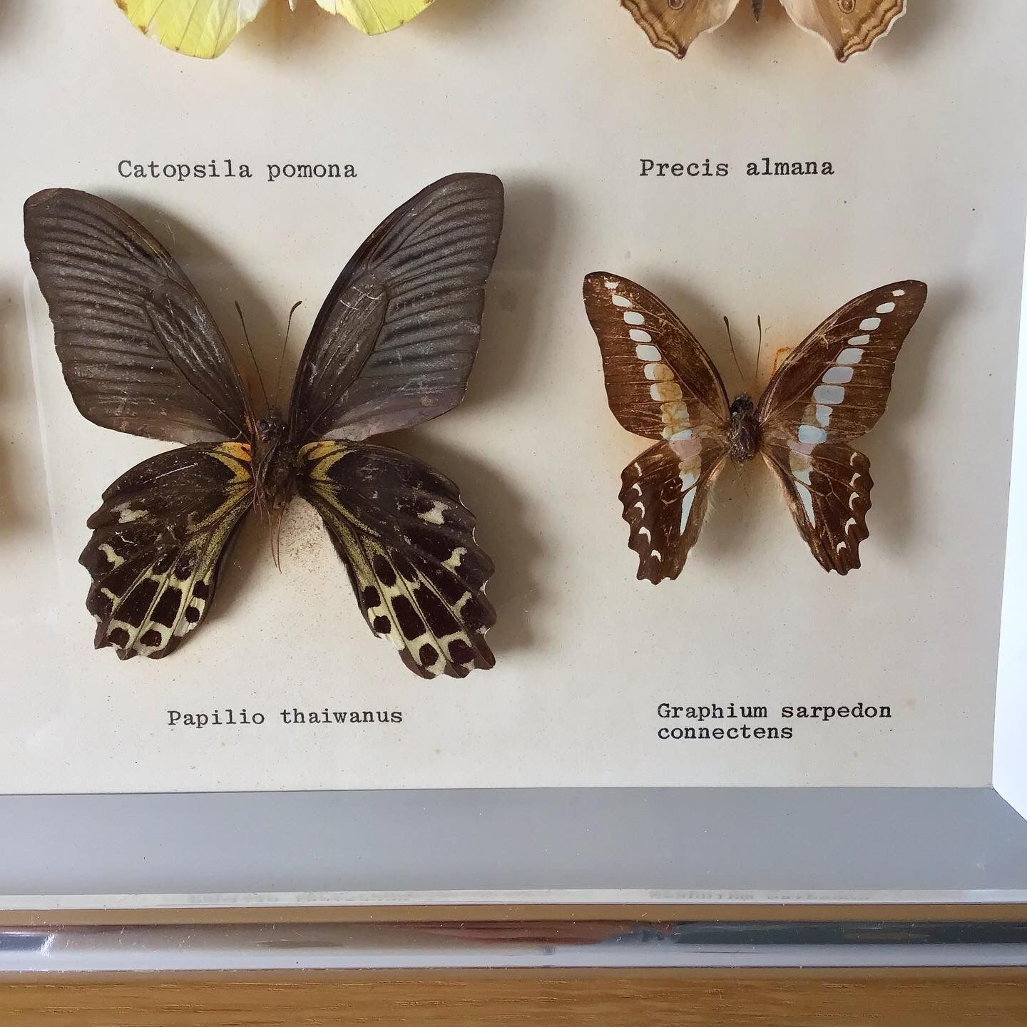 Vintage naturalized butterflies