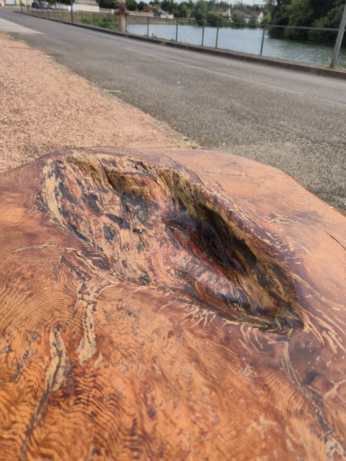 Brutalist coffee table made from solid elm tree trunk, 1950s