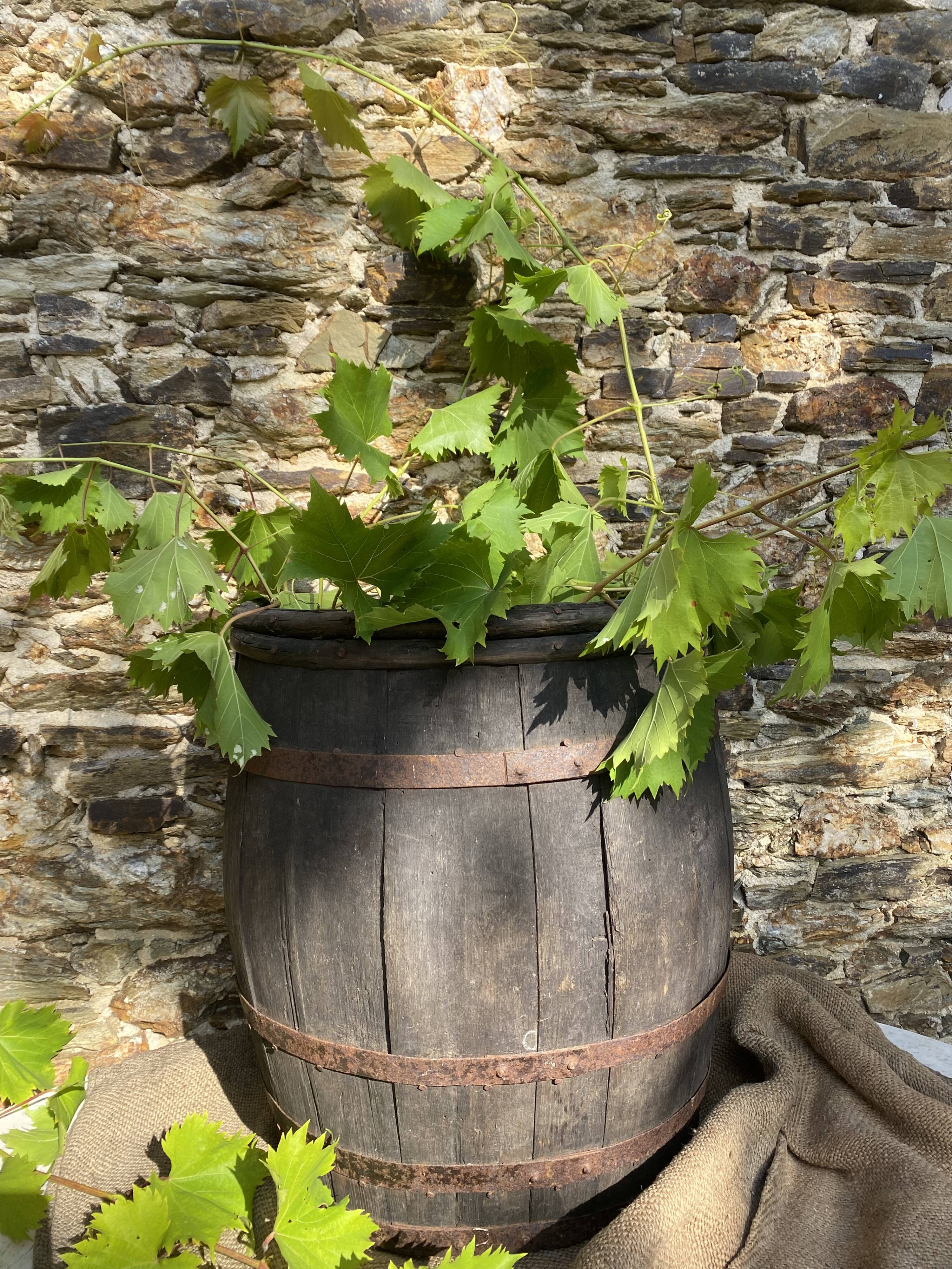 Harvest rack, wooden barrel
